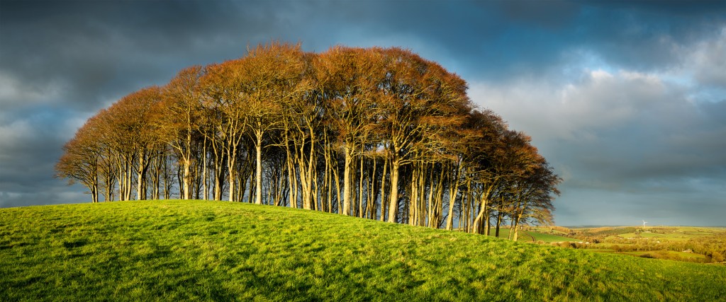 Environmental Policy and Sustainability